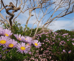 Spring is Coming - Gansbaai Weekly Inspiration